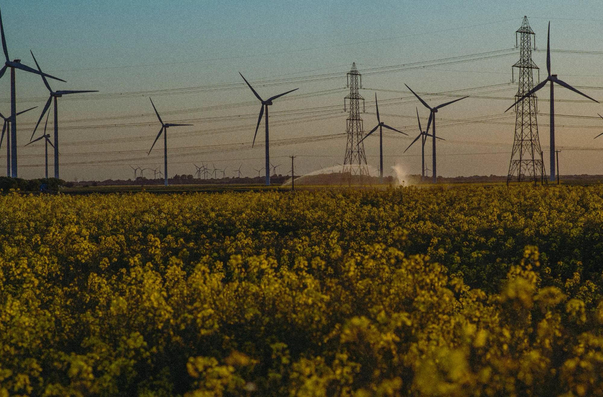 Wind turbines and pylons at blue hour behind a field of yellow rapeseed