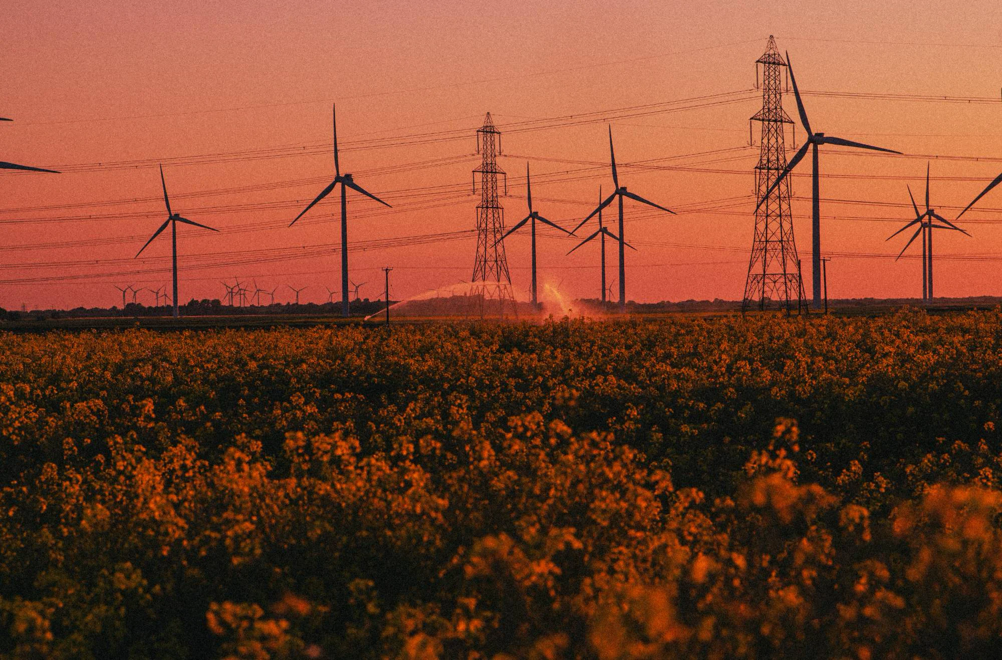 Wind turbines and pylons silhouetted against a pink sky above a field of rapeseed