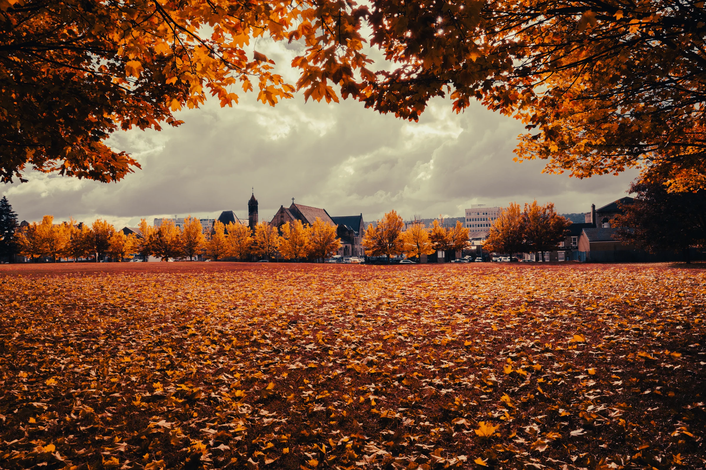 Golden leaves carpeting a park beneath an arch of autumn branches
