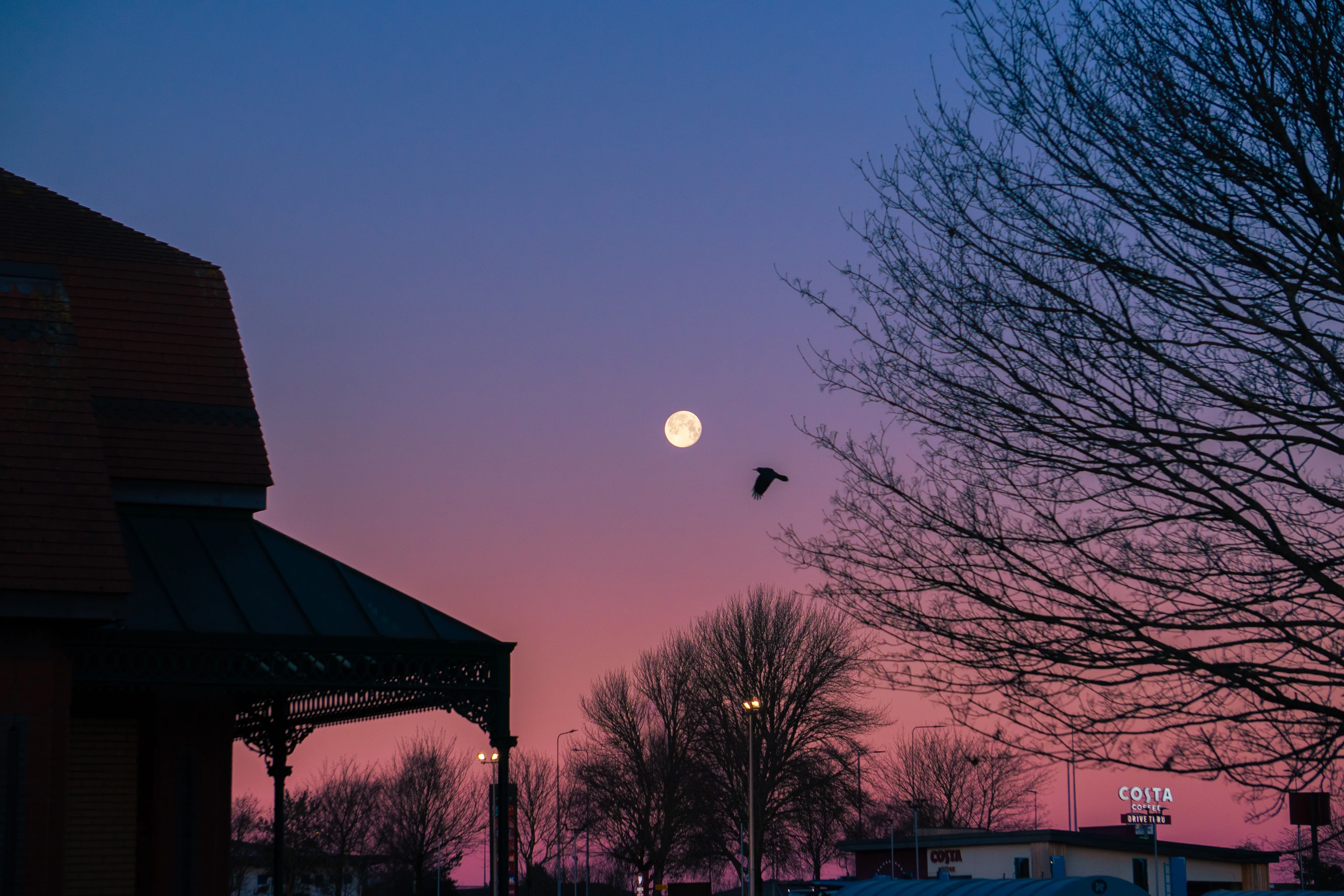 A bird flying past the moon in a pink and violet evening sky